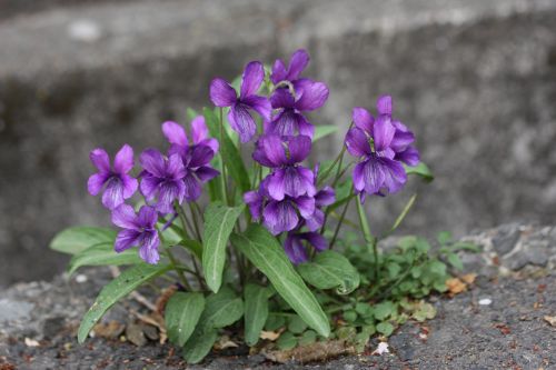 小さな緑地にて　　　　スミレ科と春の野の花_a0040021_915161.jpg