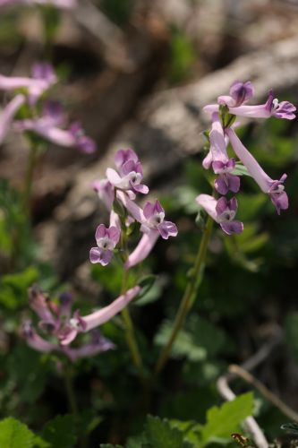 小さな緑地にて　　　　スミレ科と春の野の花_a0040021_931991.jpg