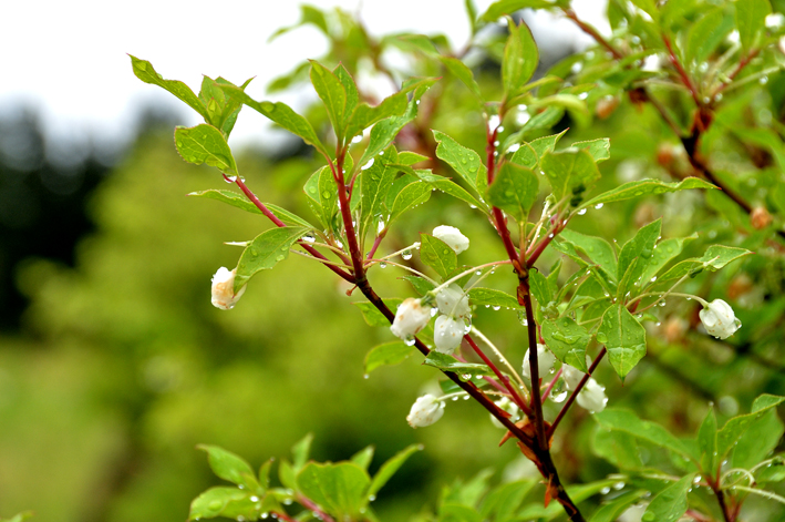 休日は雨_f0207328_13195261.jpg