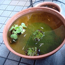 d0048332_9233297.gif