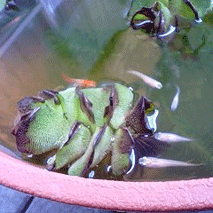 d0048332_9235424.gif