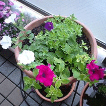 d0048332_9241724.gif