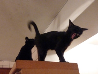 がぉー猫 のぇるろった編。_a0143140_22341497.jpg
