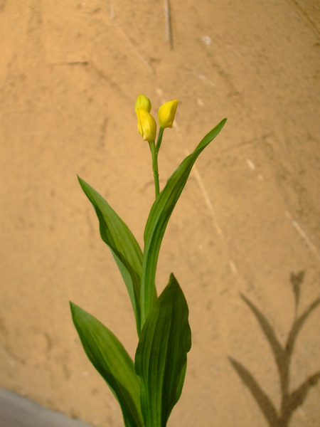 c0202242_6534548.jpg