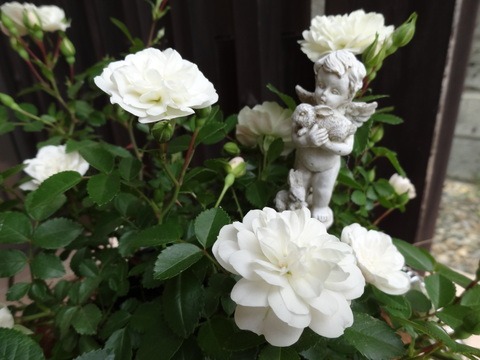 グリーンアイス_d0165645_16445954.jpg