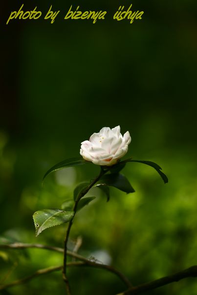 d0086248_6532454.jpg