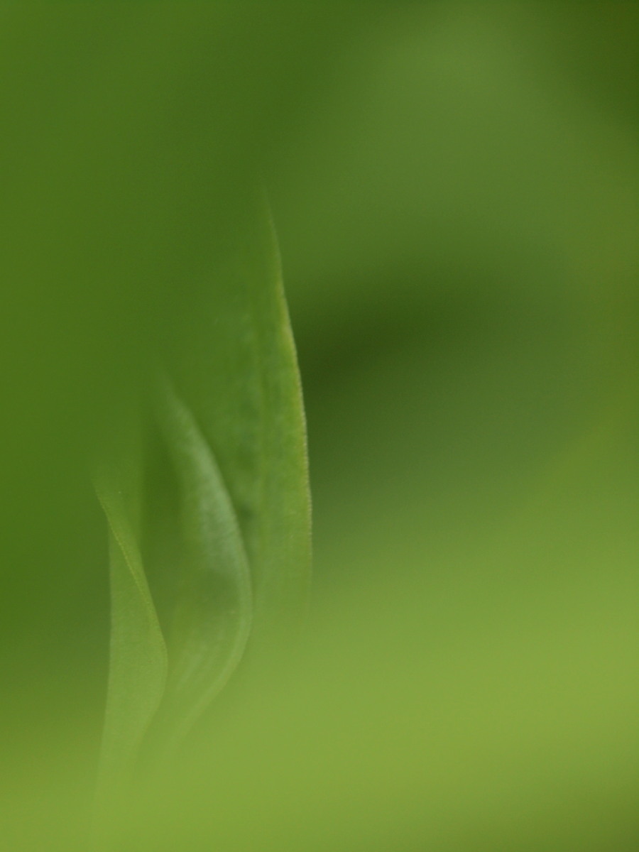 赤塚植物園・FotoPus花コミュ-2　　　050)　　　_c0068050_11504339.jpg