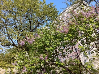 e0177453_7332237.jpg