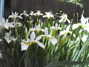 d0131255_8495736.jpg