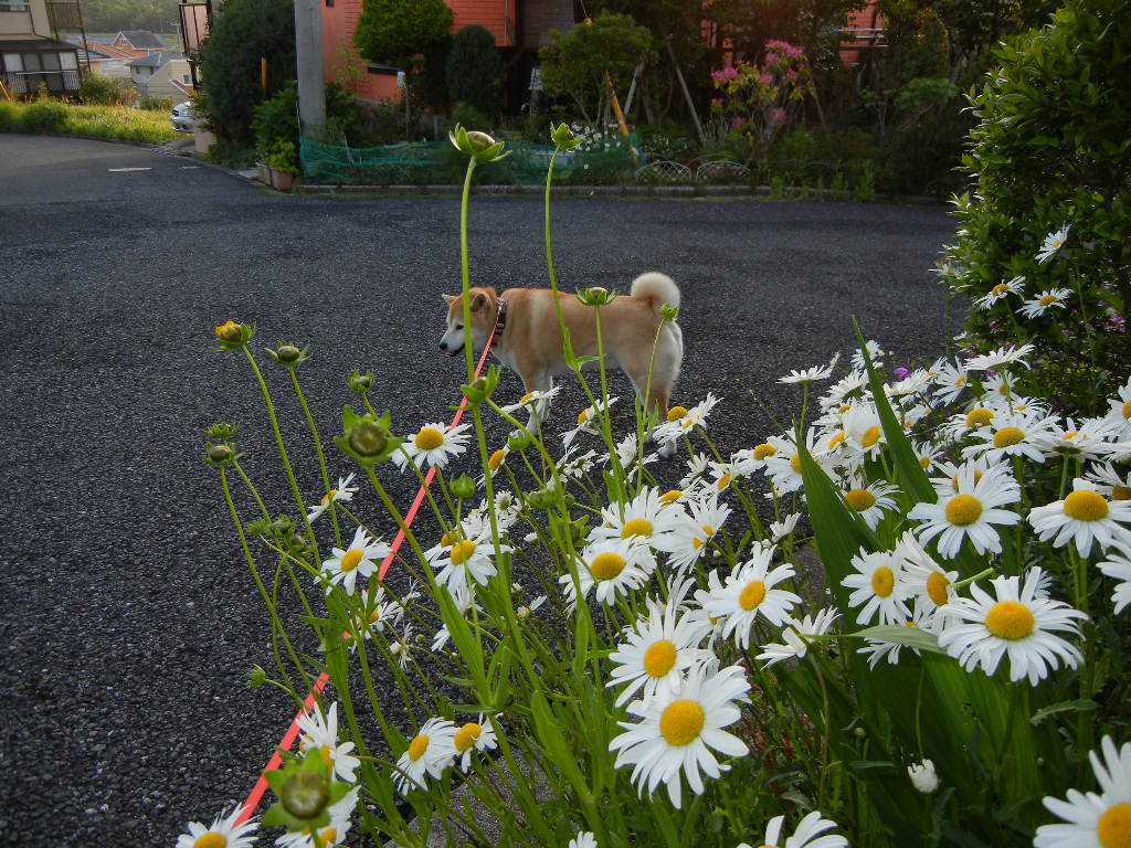 2011年5月25日(水)ディナーは薔薇で!_f0060461_1256305.jpg