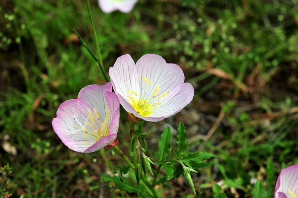 ピンクの可愛い花 いたずらノエル