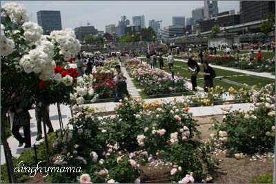 雨になる前に☆中之島バラ園_c0117570_1258645.jpg