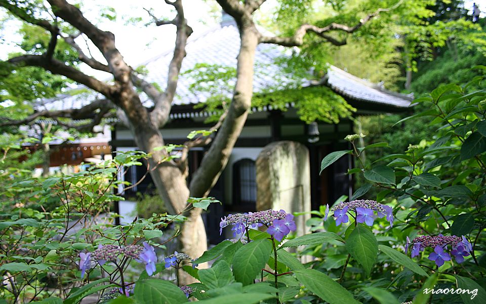 長谷寺　5月25日_e0182674_9561424.jpg