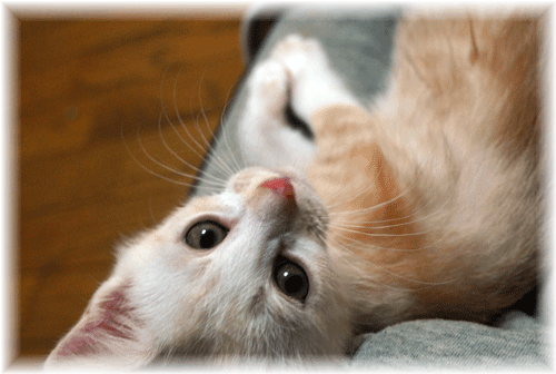 a0135577_8574026.gif