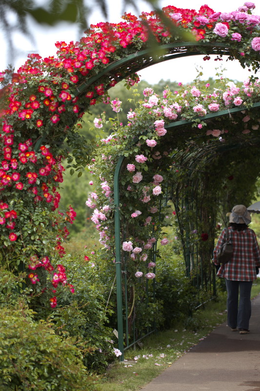 薔薇　京成バラ園２_b0044477_0102421.jpg