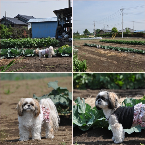 田舎のお家はいいね_e0234881_16393662.jpg