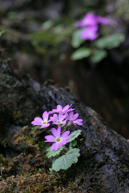 f0000789_15494692.jpg