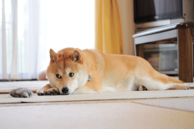 ハンターごっこ_a0126590_23192210.jpg