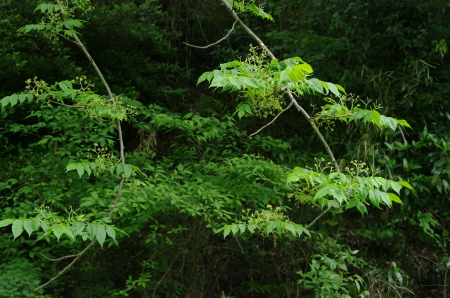 e0070891_2004934.jpg