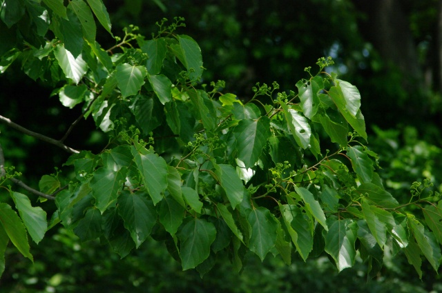 e0070891_2042273.jpg