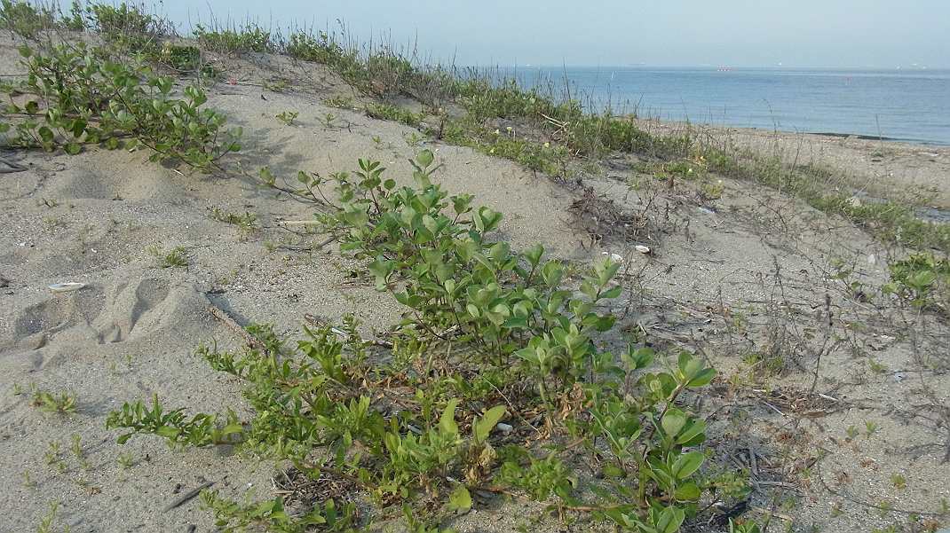 a0152692_18171266.jpg