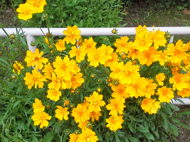 満開のキンケイギク 太陽と大地のエクボ2 満開のキンケイギク 太陽と大地のエクボ2