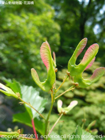 『もみじの種part2』 東山動植物園vol.46_b0142197_854231.jpg