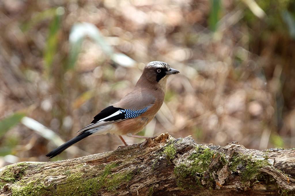 番外　山のカケス_b0024798_5144591.jpg