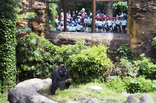 上野動物園 ゴリラ 1 行きたいところに行きたい 上野動物園 ゴリラ 1 行きたいところに行きたい