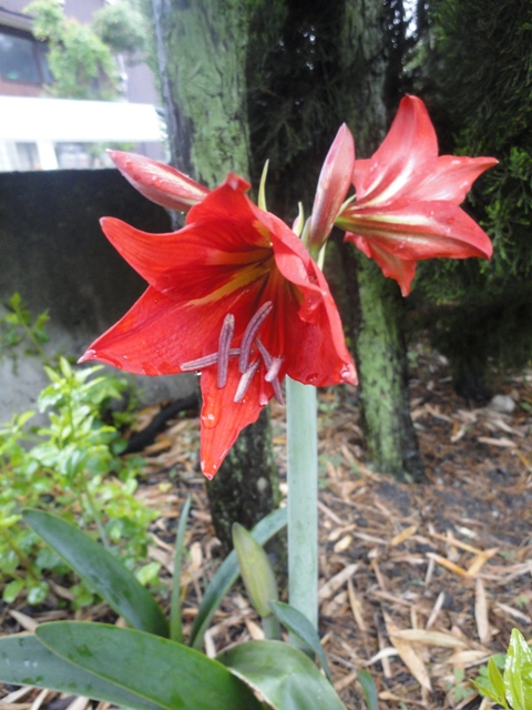 雨の庭に咲く花_f0231709_1935334.jpg