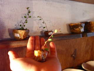 c0201910_13164587.jpg