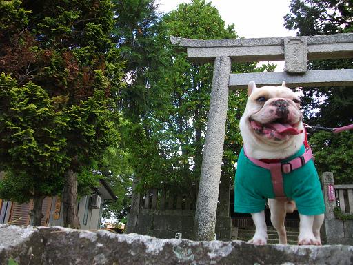 国司神社・・・でしゅ。_a0158613_232467.jpg