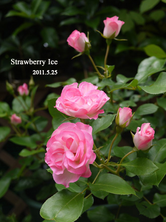 Strawberry Ice_d0119015_18165276.jpg