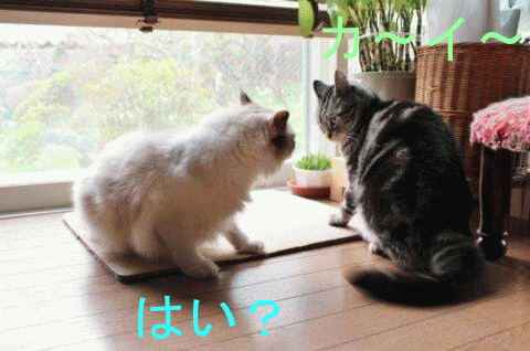 e0214720_1344723.gif