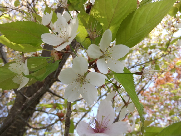 桜の花がもう終ります。_f0045630_17172346.jpg