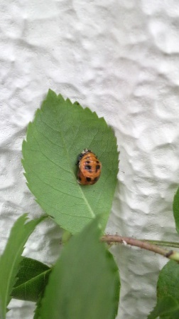 てんとう虫の脱皮 My Garden てんとう虫の脱皮 My Garden
