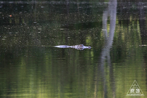 105 Sheldon Lake State Park ~野生のワニ~_c0211532_20315596.jpg