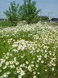f0167635_6222719.jpg