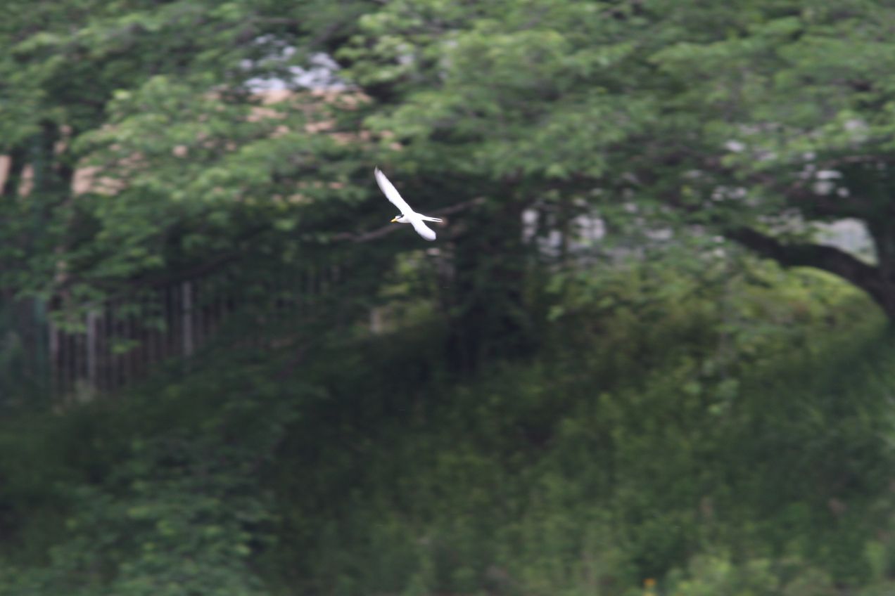 c0172139_11408.jpg