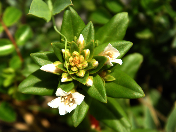 c0047341_8275155.jpg