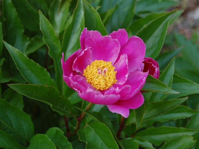 芍薬（シャクヤク） : ポピュラーな花