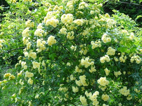 今日の花、外と内_d0165645_2042147.jpg