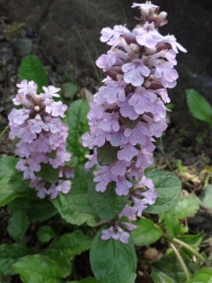今日の花、外と内_d0165645_20484221.jpg