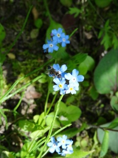 今日の花、外と内_d0165645_20505935.jpg