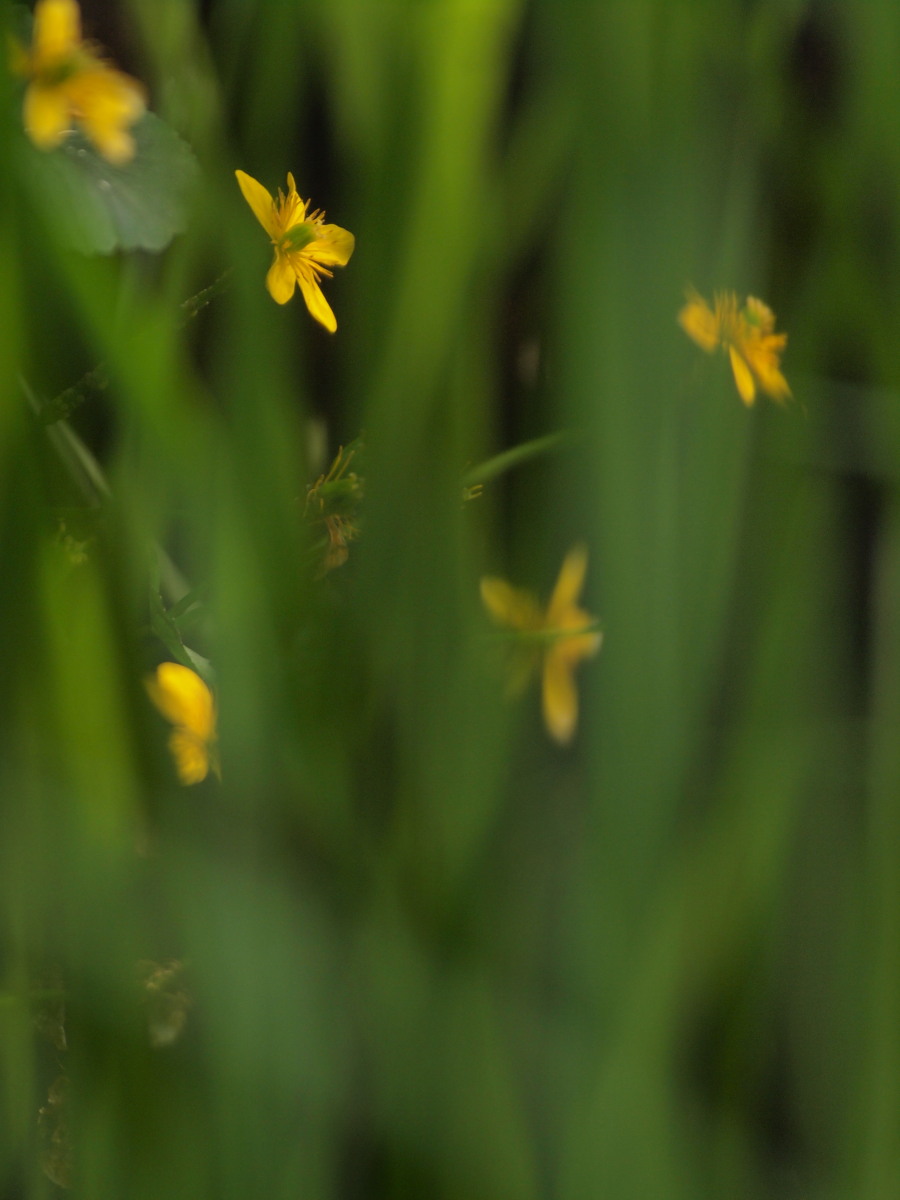 赤塚植物園・FotoPus花コミュ-3　　　051)　　　_c0068050_1126325.jpg