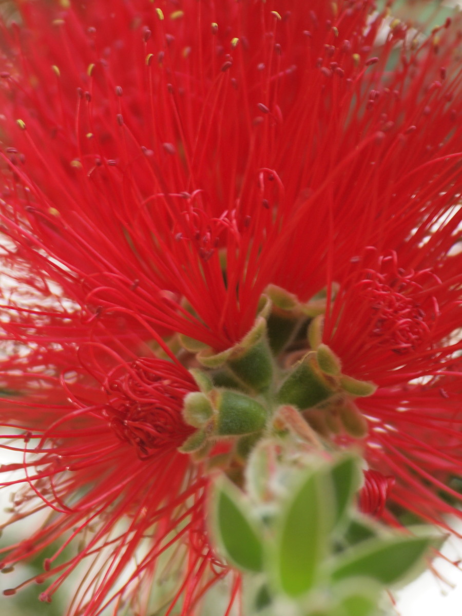 赤塚植物園・FotoPus花コミュ-3　　　051)　　　_c0068050_11283333.jpg