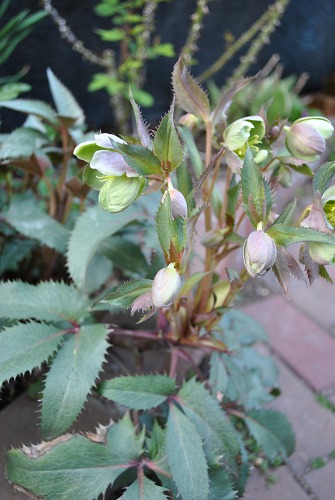e0159050_12615.jpg