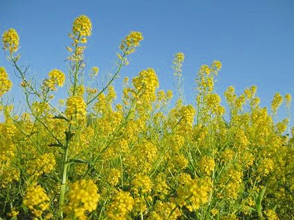 5月の新緑、宮城県加美郡加美町の薬莱山へ行ってきました。_a0025257_9203659.jpg