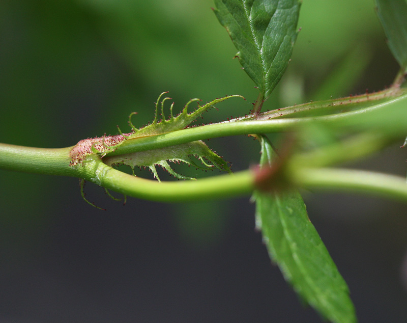 ノイバラ（ピンク系） Rosa multiflora_f0165160_17462584.jpg