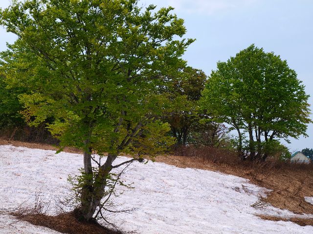 a0025576_205655.jpg